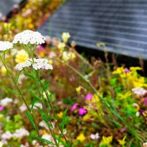 Bloemen op een duurzaam dak